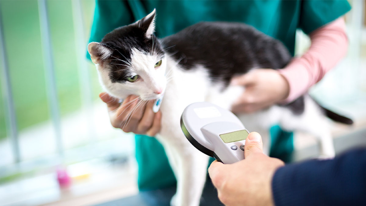 Veterinário a fazer leitura de chip em gato doméstico europeu comum